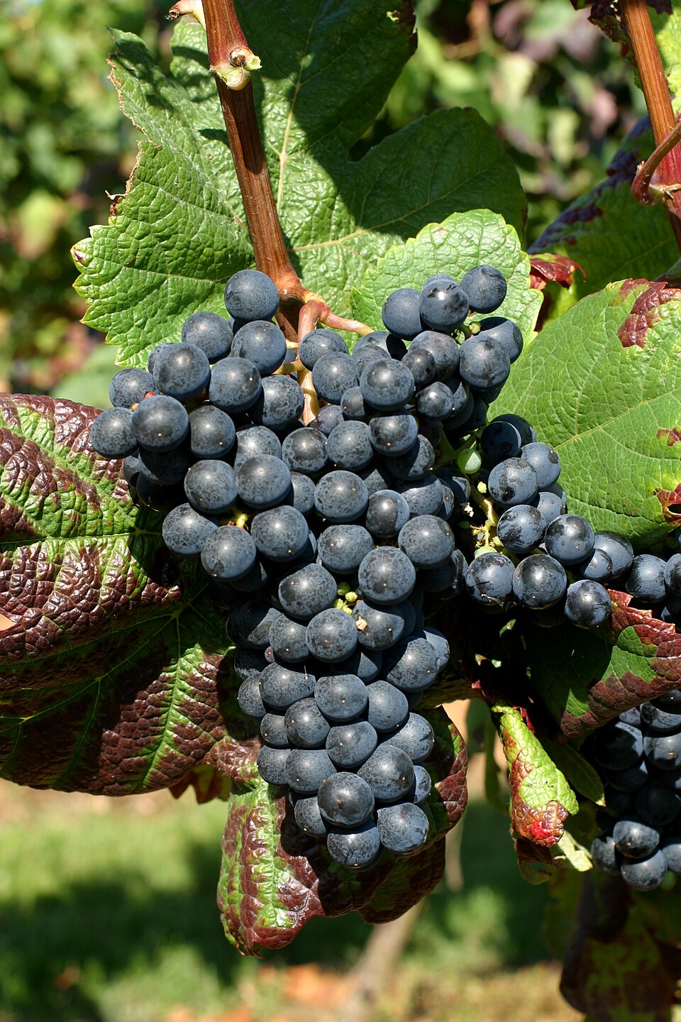 Tannat is the most popular Uruguayan wine. Photo Wikimedia